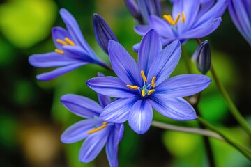The Beautiful Blooming Blue Flowers With Golden Stamens