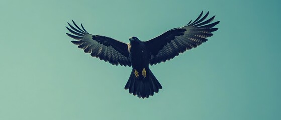 Naklejka premium Majestic hawk soars through clear skies wildlife photography nature aerial view bird's graceful flight