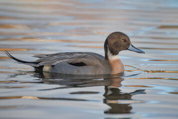 Pintail duck, anas acuta, male, swimming in the water, close up in winter in the uk