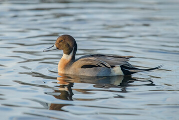 Pintail duck, anas acuta, male, swimming in the water, close up in winter in the uk