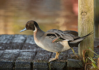 Pintail duck, anas acuta, male, standing, close up in winter in the uk