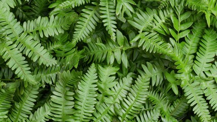 Obraz premium Lush Green Fern Fronds Close Up Texture Botanical Background Image
