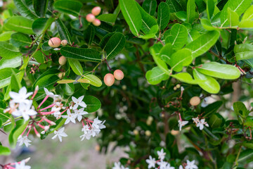 Flowers and fruits of the Bengal currant tree in the garden.