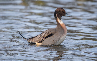 Pintail duck, anas acuta, male, displaying in the water, close up in winter in the uk