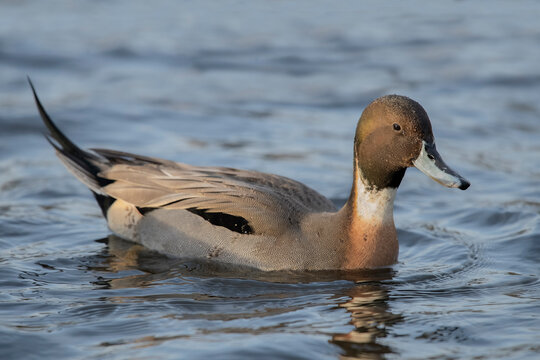 Pintail duck, anas acuta, male, swimming in the water, close up in winter in the uk - Powered by Adobe
