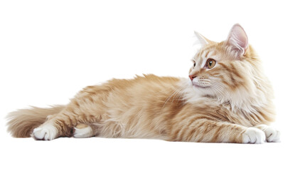 Fototapeta premium Fluffy orange cat lounging comfortably on a white surface with a calm expression and alert posture