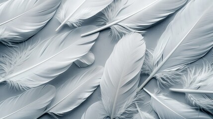 Fototapeta premium Elegant light gray feathers arranged on a muted background