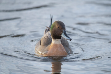 Pintail duck, anas acuta, male, swimming in the water, close up in winter in the uk