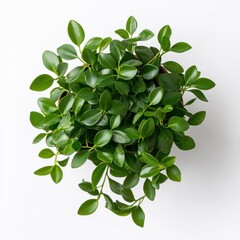 Fototapeta premium Lush Green Plant in Pot Top View Vibrant Foliage Houseplant Indoor Plant