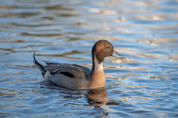 Pintail duck, anas acuta, male, swimming in the water, close up in winter in the uk