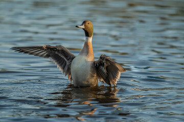 Pintail duck, anas acuta, male, displaying in the water, close up in winter in the uk
