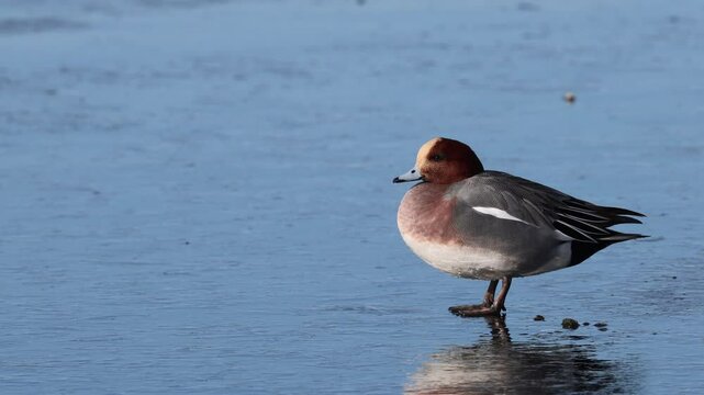 Eurasian Wigeon (Mareca penelope) male, standing on the ice by a small lake in Skane, southern Sweden.