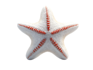 A detailed close-up of a beautiful starfish showcasing its textured surface and vibrant colors against a plain background.