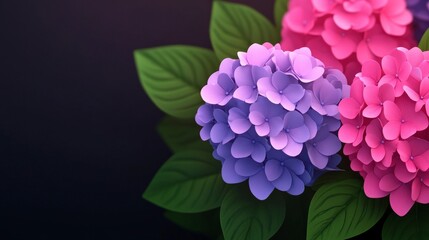 Fototapeta premium Vibrant Hydrangea Flowers with Lush Green Leaves on a Dark Background