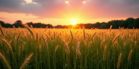 Fototapeta premium Golden wheat field bathed in the warm glow of a breathtaking sunset, a picturesque landscape of nature's beauty