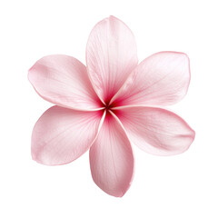 Fototapeta premium Pink flower with soft petals and delicate veins, featuring a natural gradient from pale pink to deep magenta at the center in a symmetrical floral design. Isolated on transparent background, png.