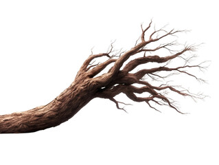 A unique, gnarled branch showcases intricate textures and forms, perfect for nature-themed projects and artistic expressions.