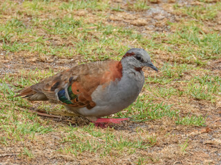 Brush Bronzewing (Phaps elegans) in Australia