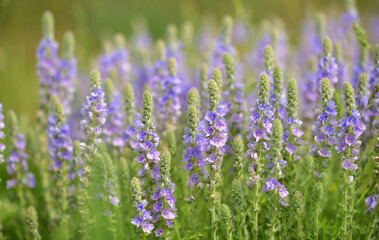 Veronica 1081