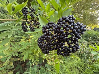Fruits cluster of the European elderberry (Sambucus nigra). Family Viburnaceae native to most of...