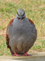 Brush Bronzewing (Phaps elegans) in Australia
