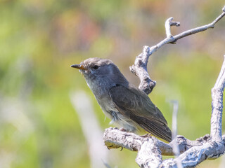 Horsfield's Bronze-Cuckoo (Chrysococcyx basalis) in Australia