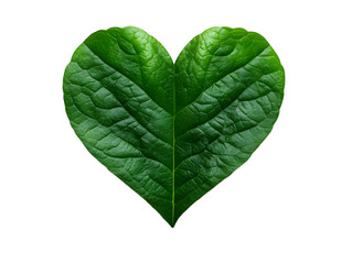 Obraz premium A vibrant green heart-shaped leaf showcasing nature's beauty and intricate texture, perfect for eco-friendly themes.