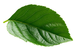 Fototapeta premium A vibrant green leaf exhibiting delicate veins and natural texture, perfect for nature-themed projects and environmental concepts.