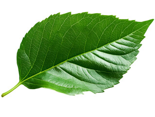 Obraz premium A vibrant green leaf showcasing fine details and textures, representing nature's beauty and the environment.