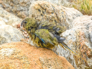 Rock Parrot (Neophema petrophila) in Australia