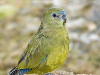 Rock Parrot (Neophema petrophila) in Australia