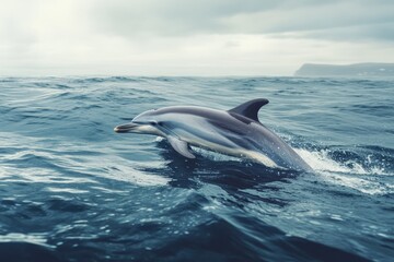 Naklejka premium Dolphin interaction with marine biologist in ocean study photo