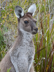Western Grey Kangaroo (Macropus fuliginosus) in Australia