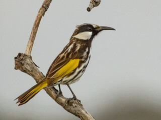 Obraz premium White-cheeked Honeyeater (Phylidonyris nigra) in Australia