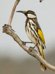 White-cheeked Honeyeater (Phylidonyris nigra) in Australia