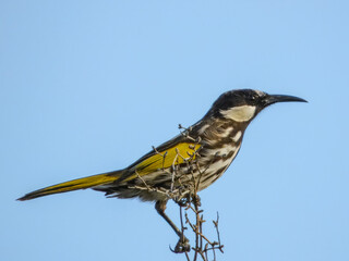 White-cheeked Honeyeater (Phylidonyris nigra) in Australia