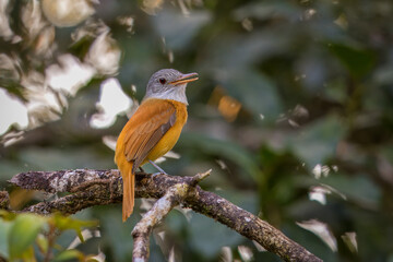 Gray-hooded Attila perched on a branch
