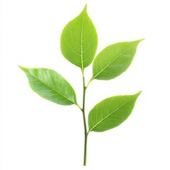 High Quality Visual of a Photo Ethics, Isolated on a White Background