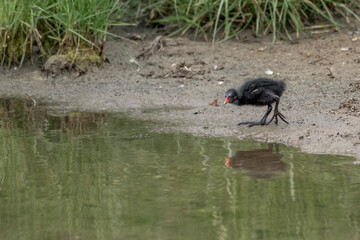 cute little baby moorhen chick big feet weird animal avian