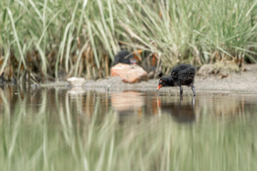 cute little baby moorhen chick big feet weird animal avian