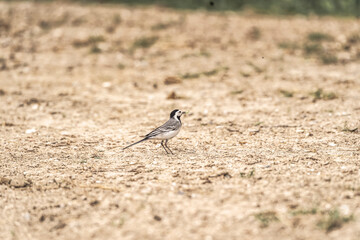 wagtail bird avian on the ground