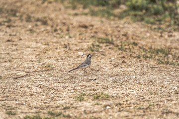 wagtail bird avian on the ground