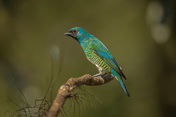 Swallow tanager perched on a branch