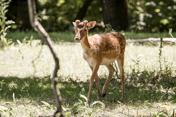 Naklejka premium beautiful fellow deer animal in nature area in the Netherlands 