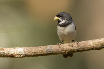 Fototapeta premium Double-collared seedeater perched on a branch