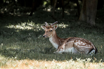 beautiful fellow deer animal in nature area in the Netherlands 