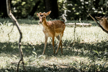 beautiful fellow deer animal in nature area in the Netherlands 