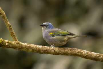 Golden-chevroned tanager perched on a branch