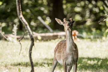 beautiful fellow deer animal in nature area in the Netherlands 