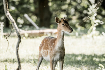beautiful fellow deer animal in nature area in the Netherlands 